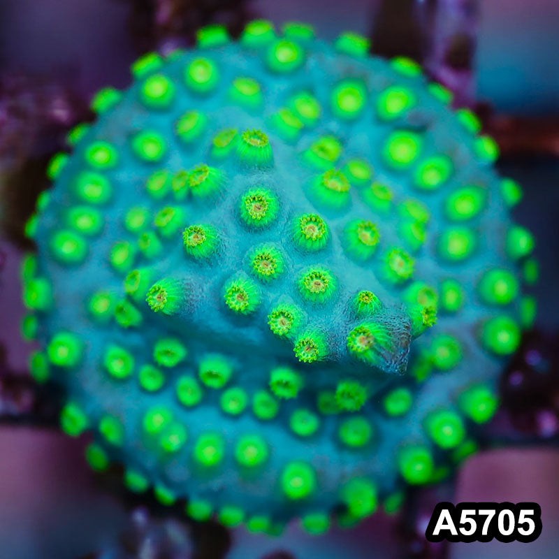 Item#A5705FM5705(S) WYSIWYG Sponge Bob Cyphastrea Frag