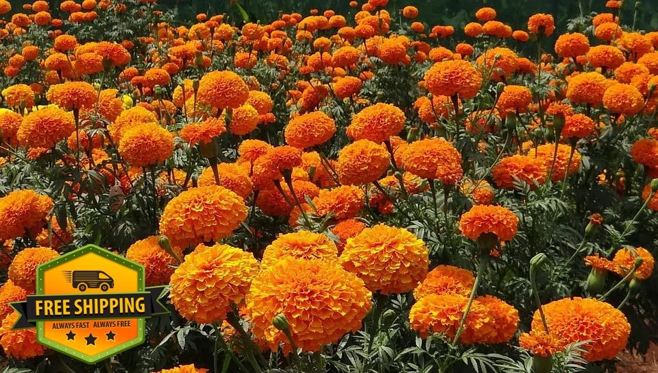 Black Duck Cut Flower Mix Seed Packets - 25 Count