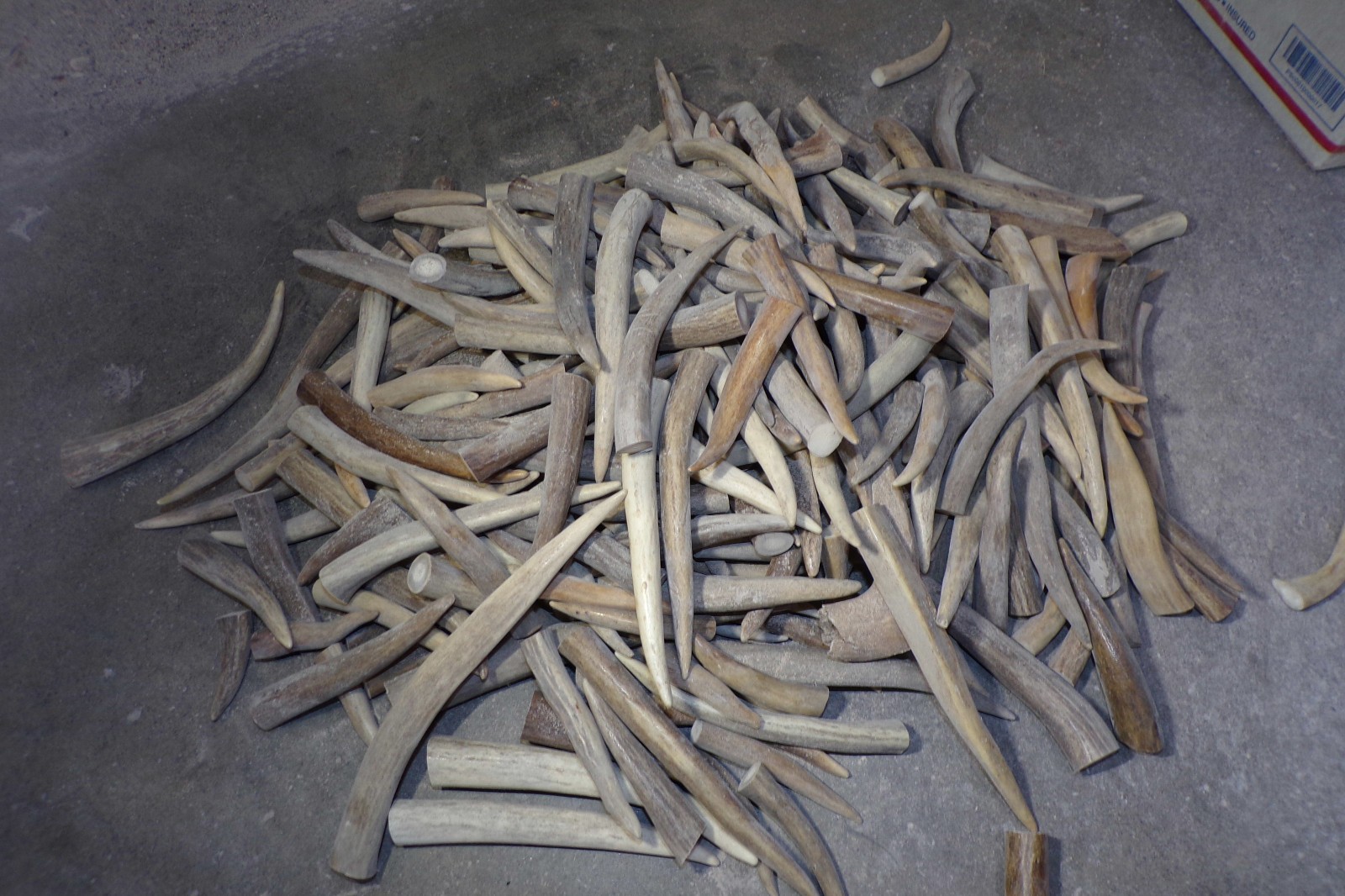 Deer Antler Tips – Tines, Grade A – Jewelry, Crafts, Display, Pets