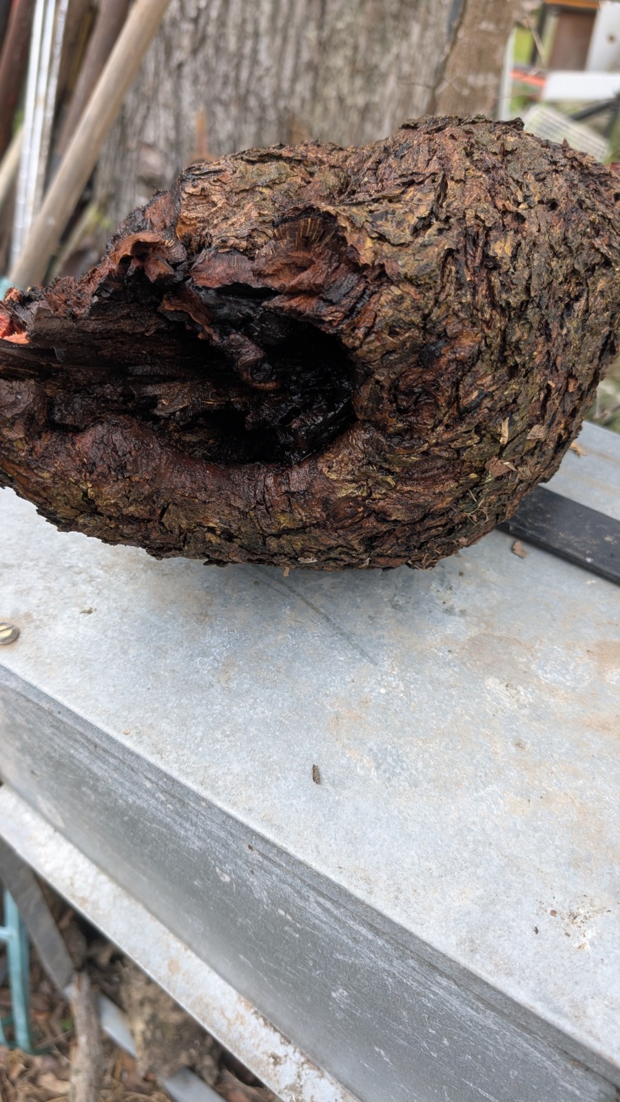 Post Oak Burl Raw Wood Block Hollow Form Epoxy Resin Casting Blank 14" Figured