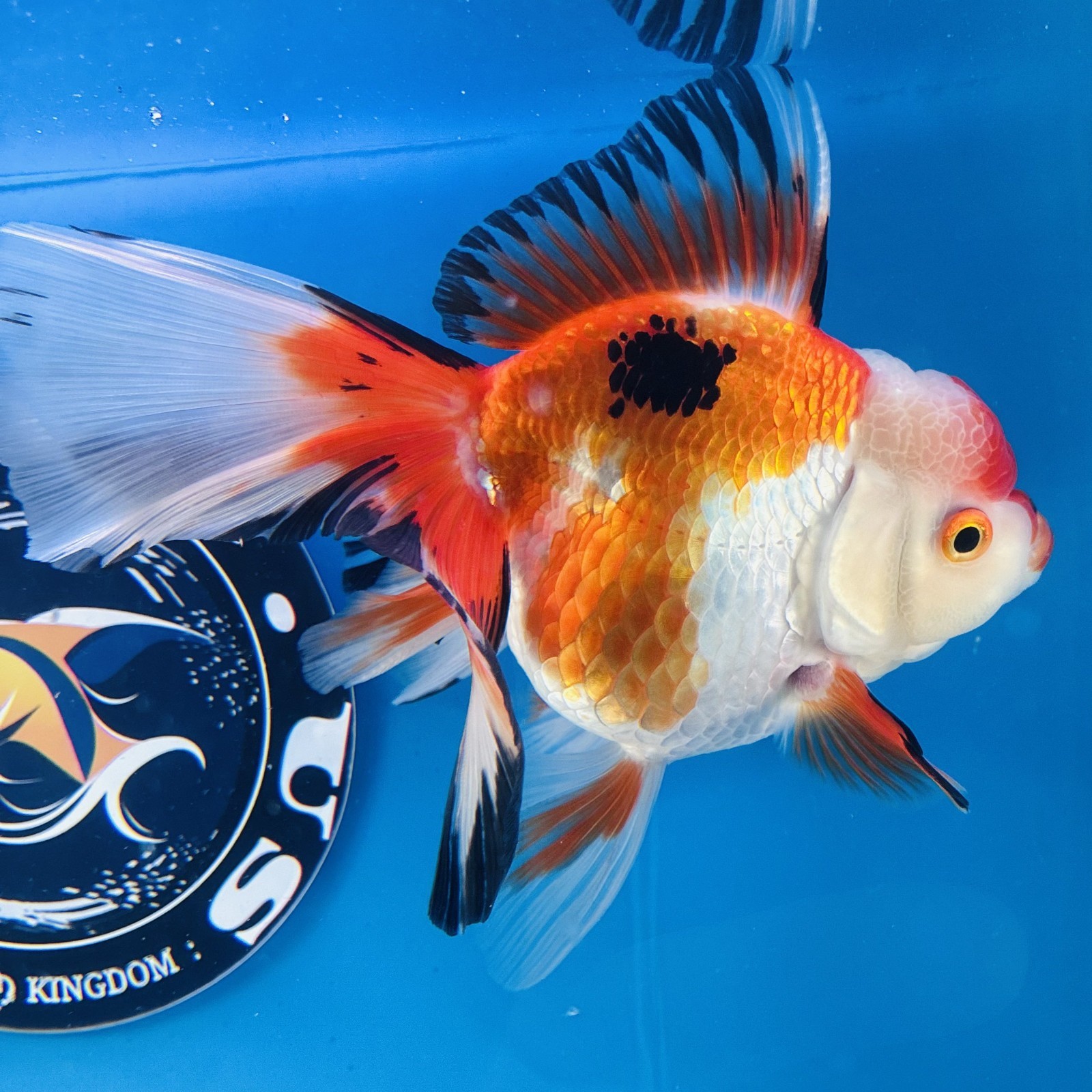 Thai oranda goldfish Tricolor  Tropical fish ( F Pack 1) Size 5 inches