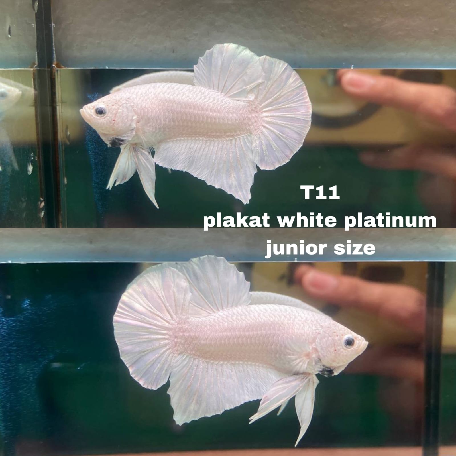 Live Betta Fish Plakat Male Grade Premium (D) USA Seller