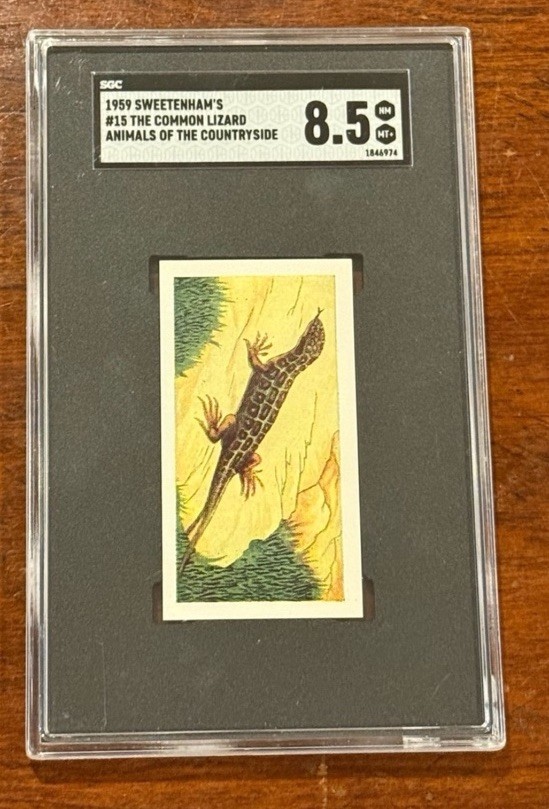 1959 Sweetule Animals of the Countryside The Common Lizard #15 SGC 8.5