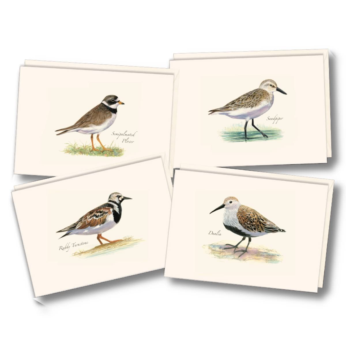 8 PCS Shorebird II Assortment Notecard Set Blank Cards Envelopes Greeting