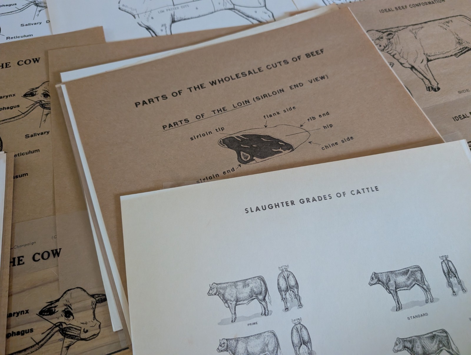 Lot Of 110+ Vtg Beef Butcher Transparencies Prints College Of Agriculture 1970s