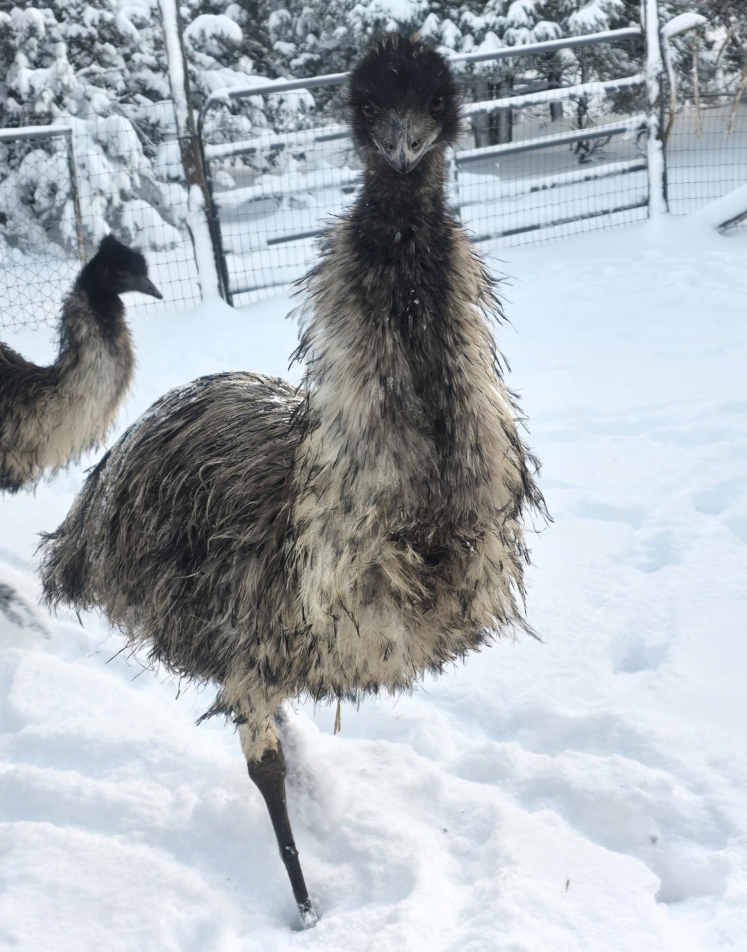 3 Fertile Emu Egg - Standard Unrelated Parents- 🥚 Fresh Hatching Eggs