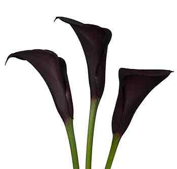 Purple Mini Calla Lily