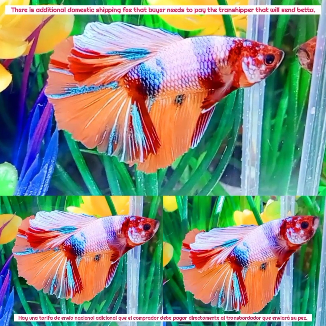 Multi Color Halfmoon Male - IMPORT LIVE BETTA FISH FROM THAILAND