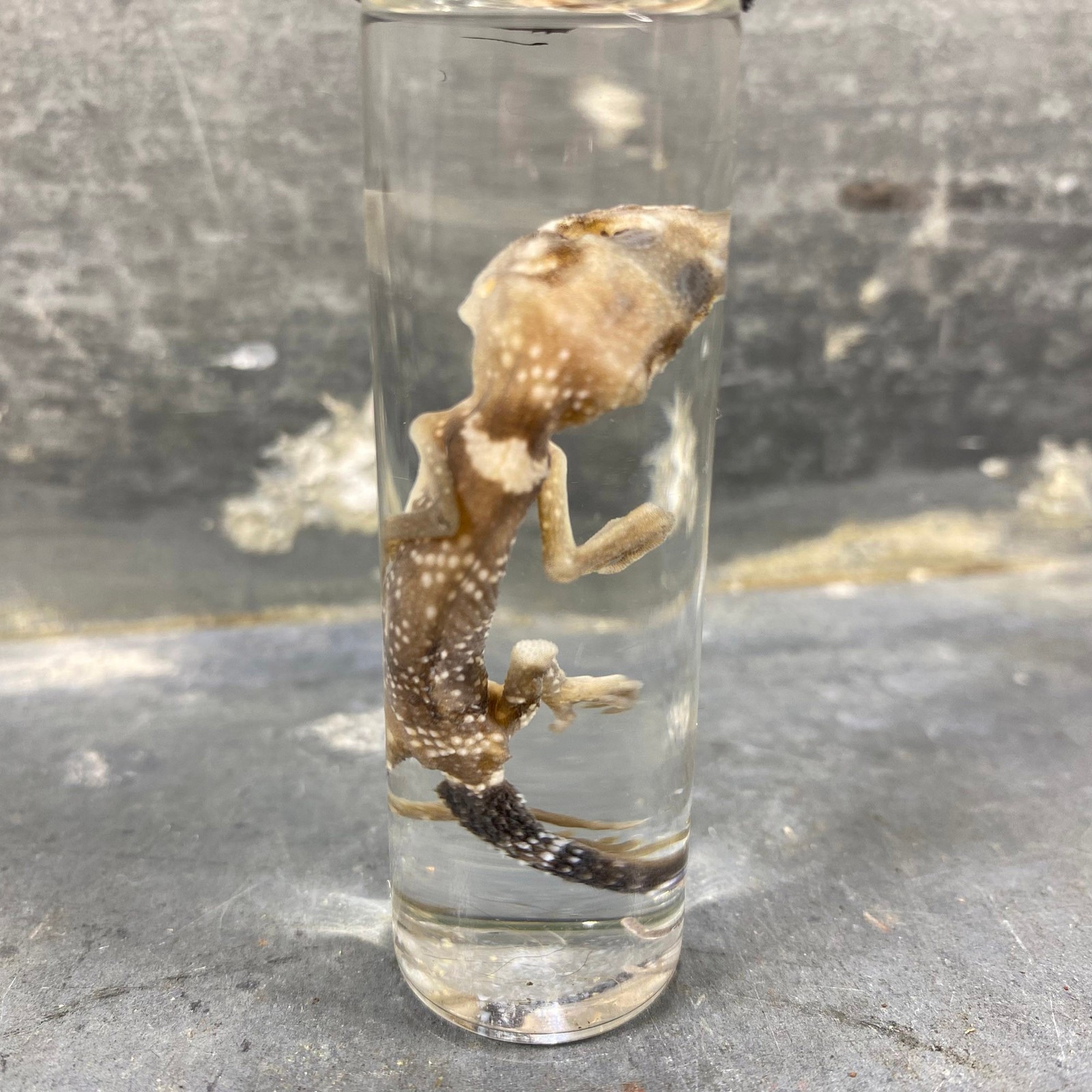 Specimen Wet Gecko Barker (Underwoodysaurus Milii ) Histoire Natural, Cu