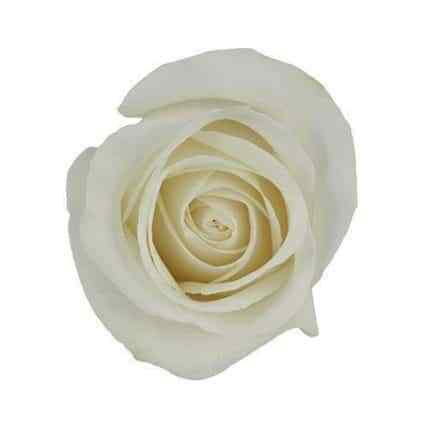 Vendela Ivory White Rose