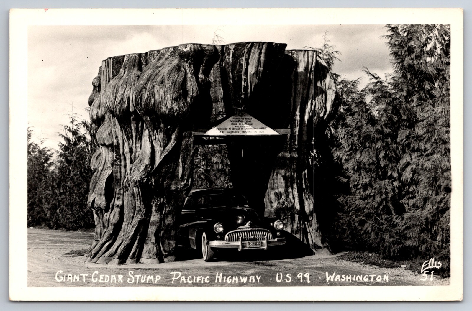 Vintage Car Giant Cedar Stump Pacific Highway US 99 Washington WA RPPC Postcard