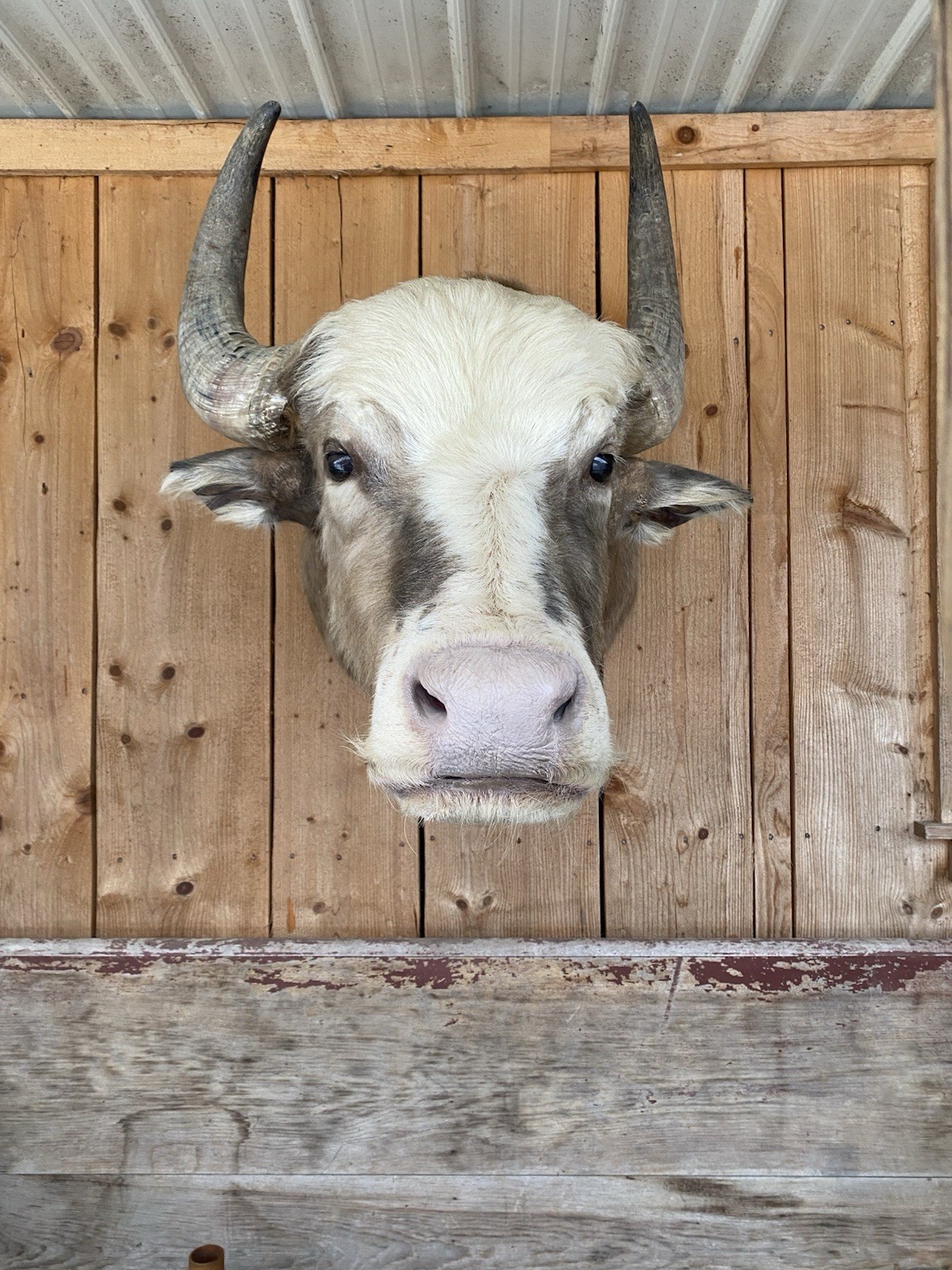 FHDAR42- Rare Sacred White-faced African Buffalo Taxidermy Shoulder mount