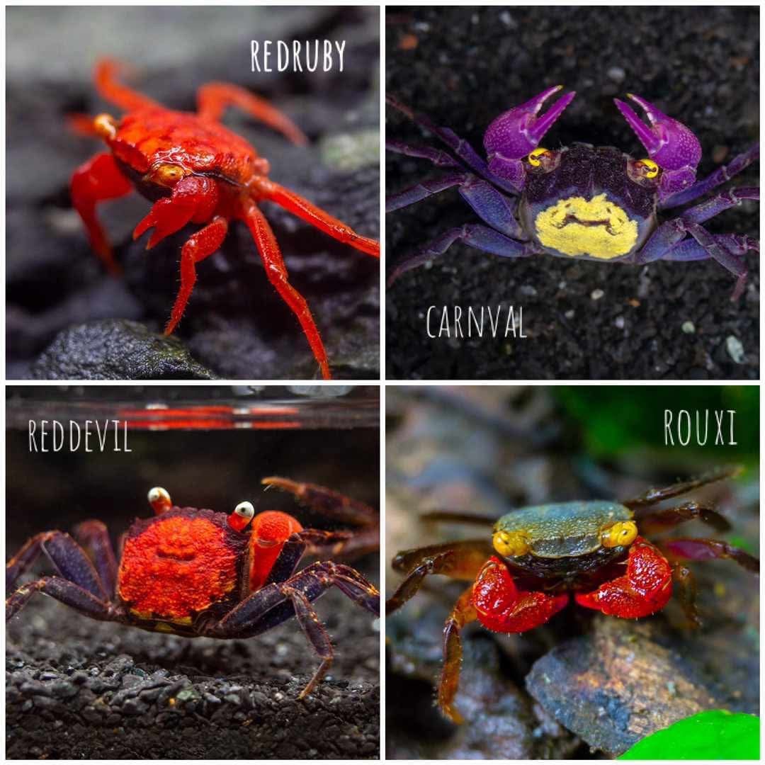vampire crab 6 species mix and match. please read description
