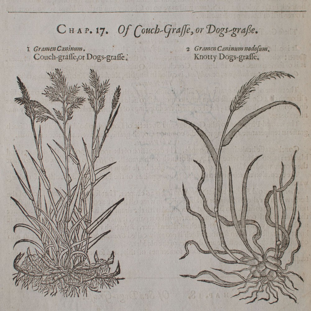 Quecke Gras Botany The Herball General History of Plantes Woodblock Print 17th Century