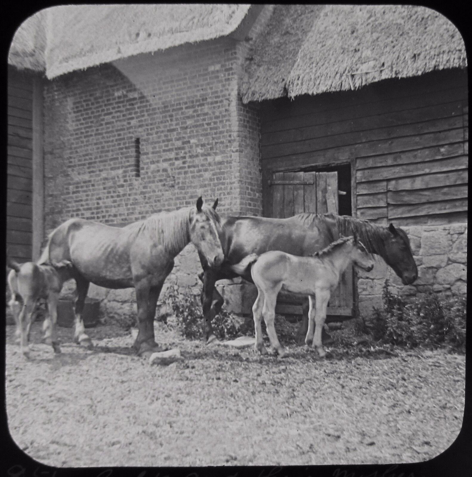 Glass Magic Lantern Slide COLTS AND THEIR MOTHERS C1890 PHOTO HORSES FARM 