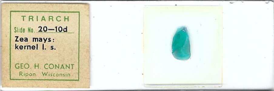 Zea mays Kernel l.s. Microscope Slide by Geo. H. Conant