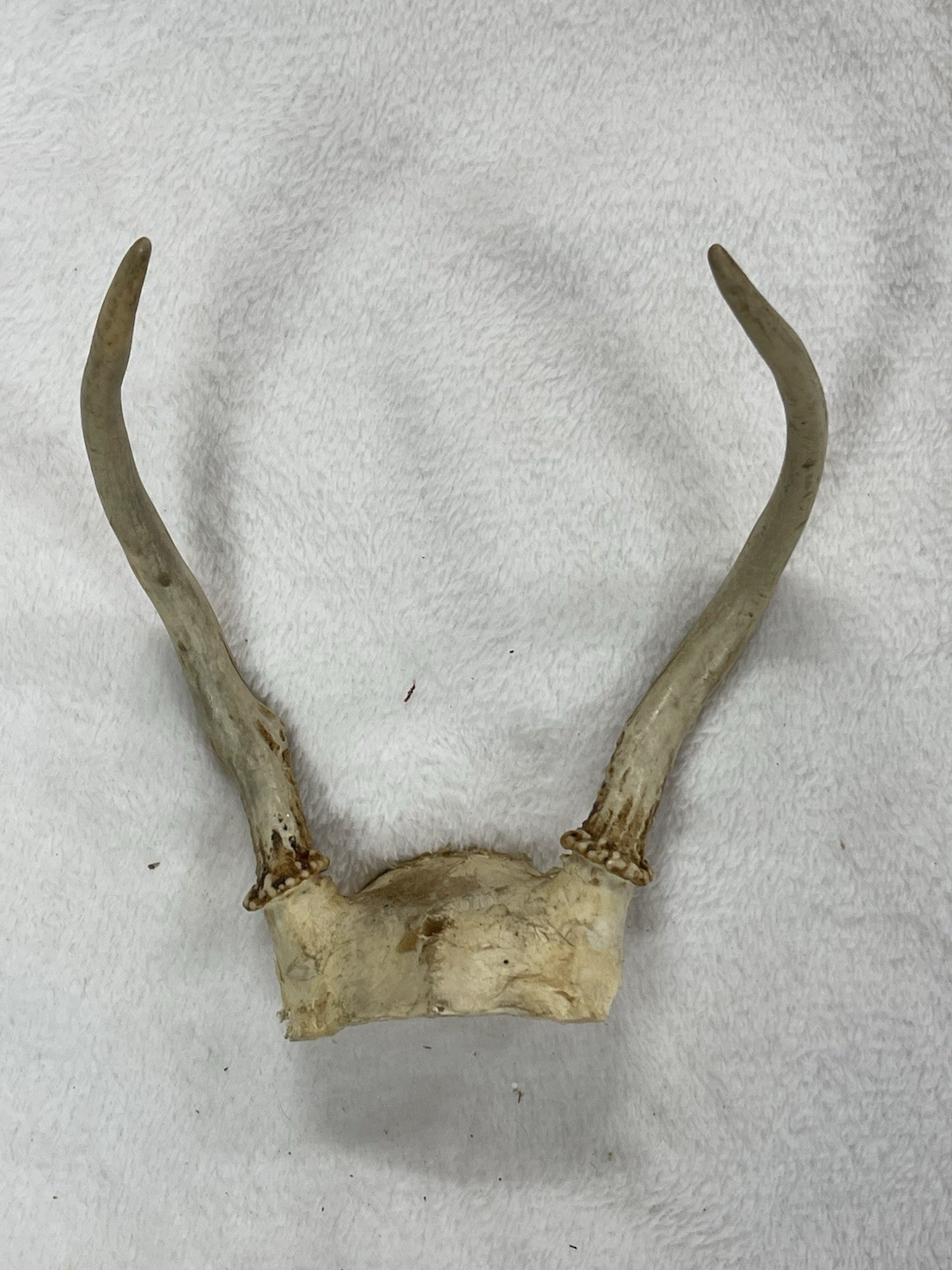 Whitetail Deer Mount Spike Buck Antlers