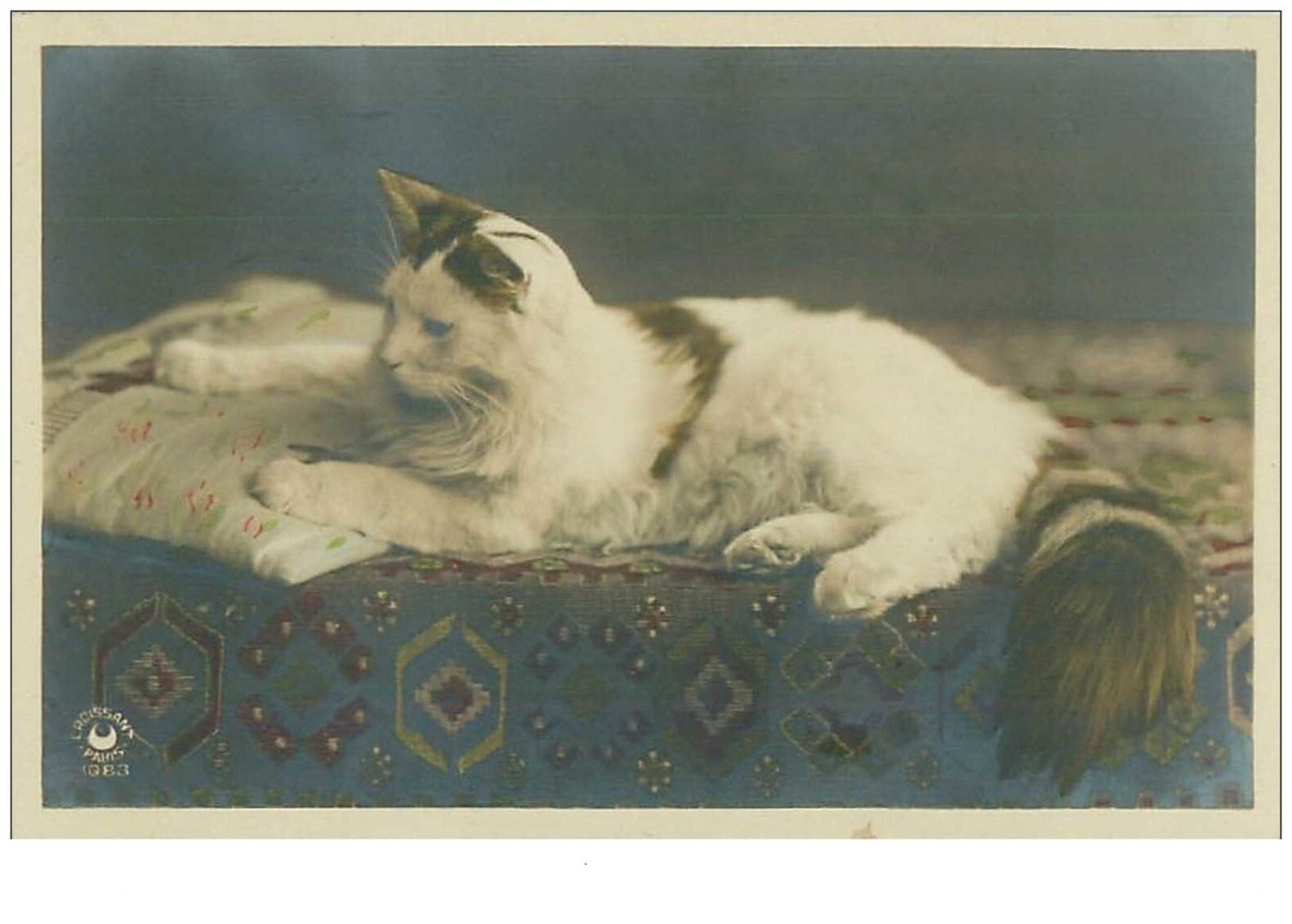 Cats No. 14579 Long Cat