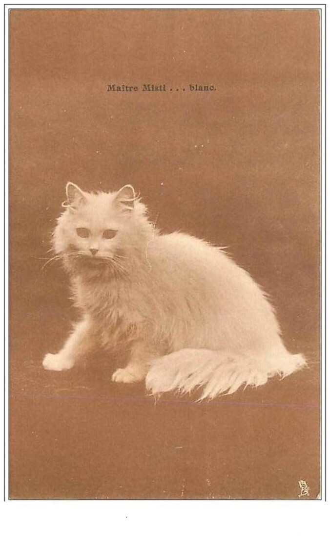 Cats No. 231 White Cat Pose Master Misti... White