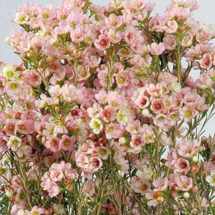 Pink Wax Flower 14 Bunches