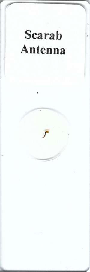 Scarab Antenna Microscope Slide