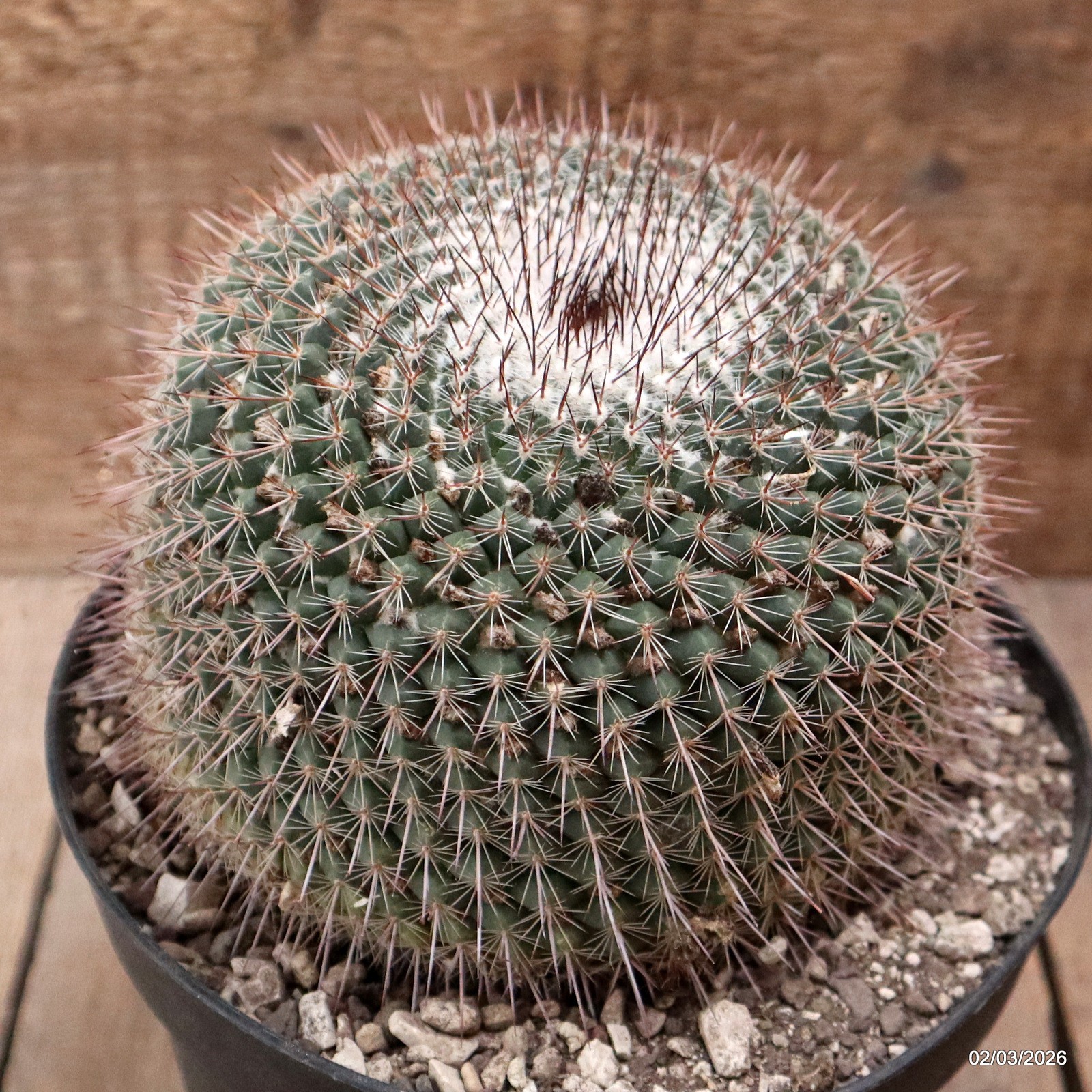 D7919 MAMMILLARIA MIEGEANA pot18-H12-W14 cm MaMa Cactus