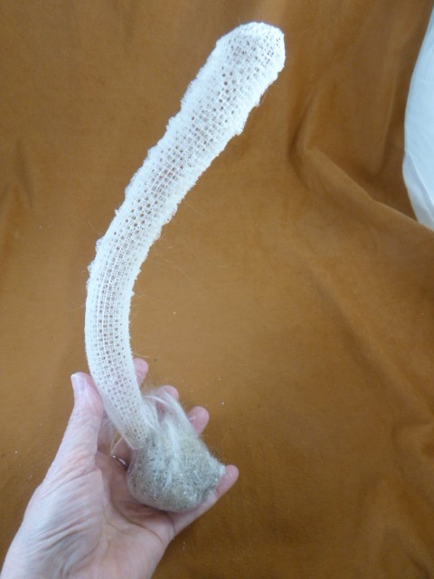 (W81-5) 12" natural VENUS GLASS SPONGE specimen FLOWER BASKET Weird Wedding gift