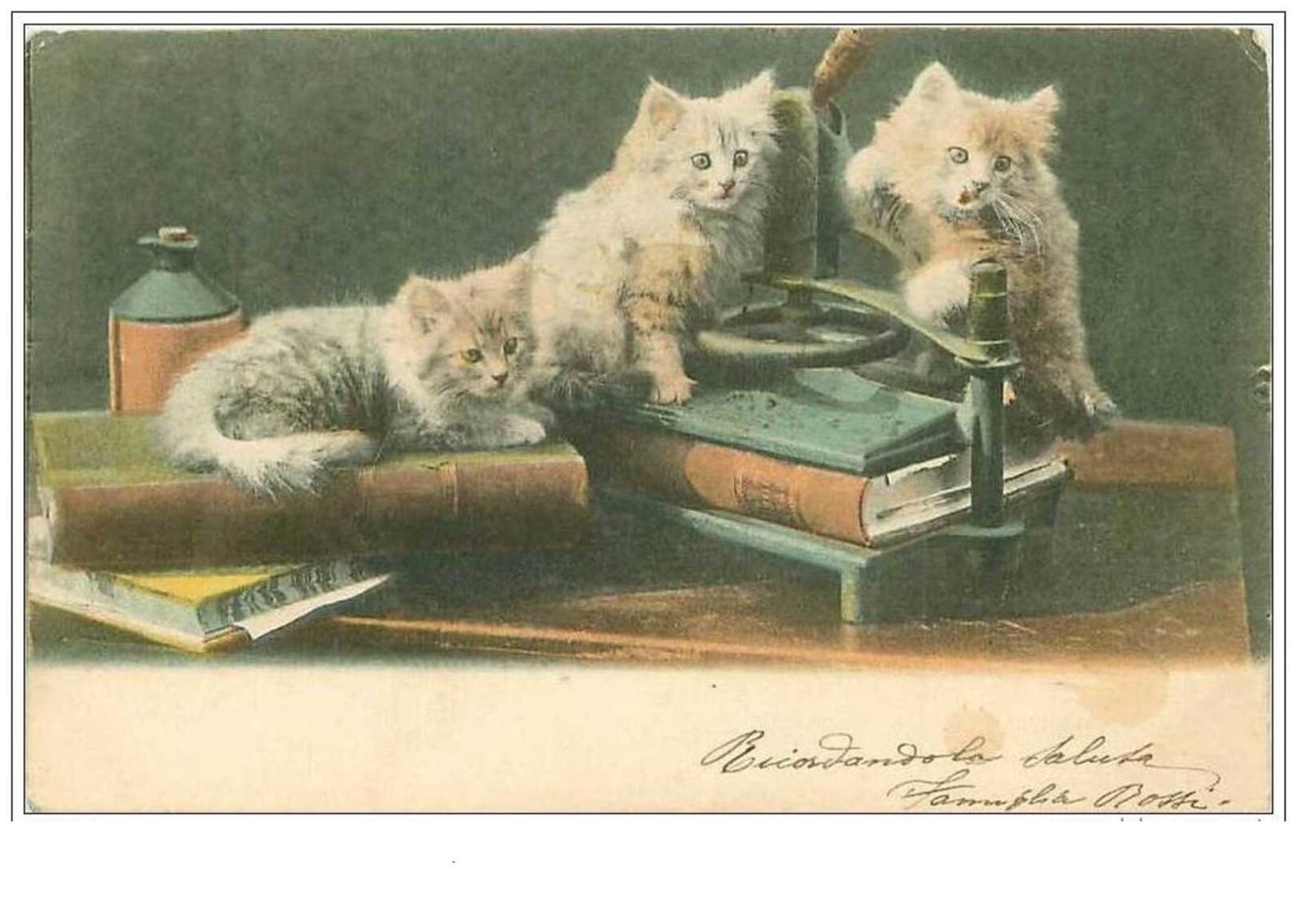 Cats No. 1814 White Kittens On Books