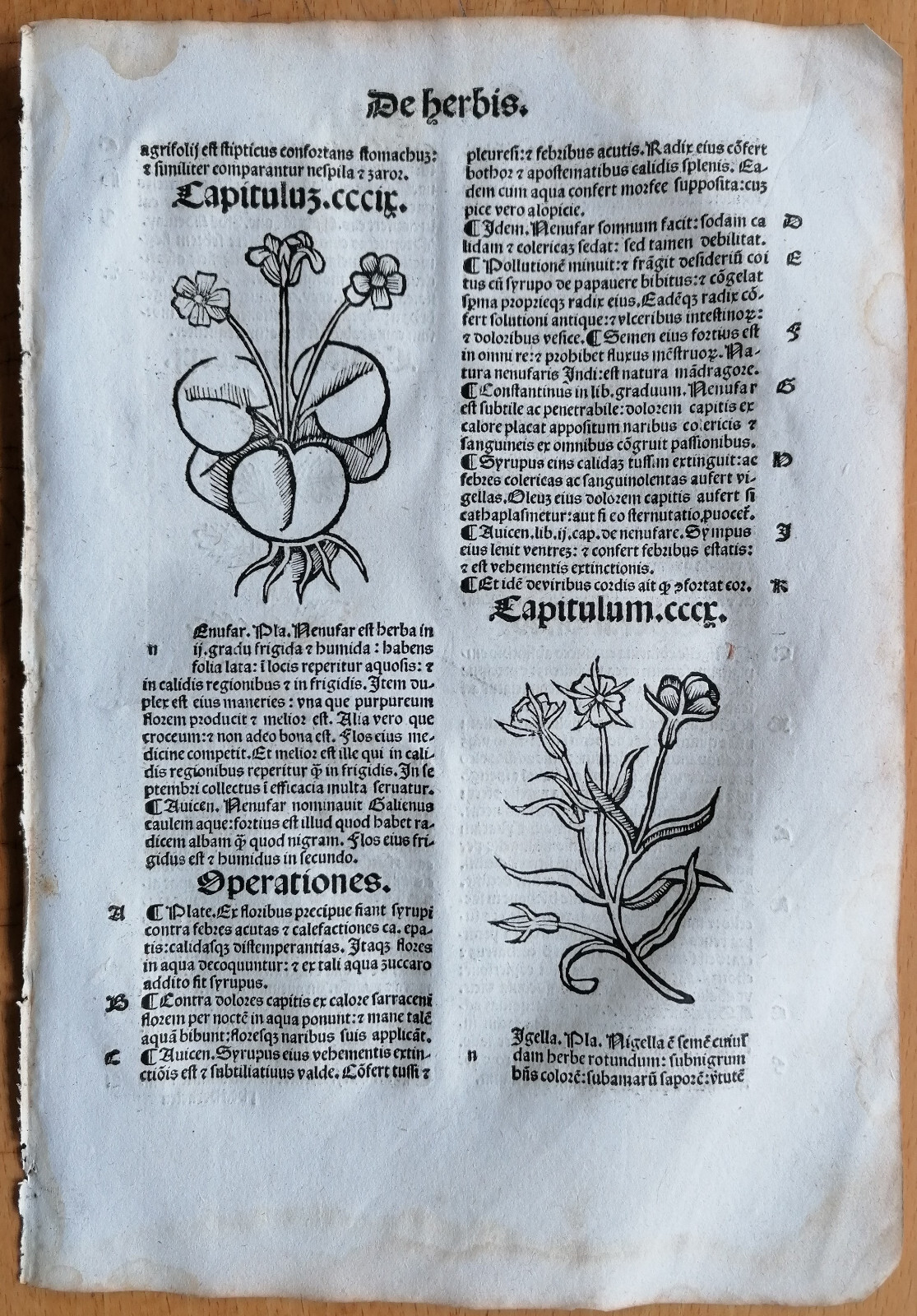 Post Incunable Leaf Hortus Sanitatis Woodcut Botany Water Lily - 1511