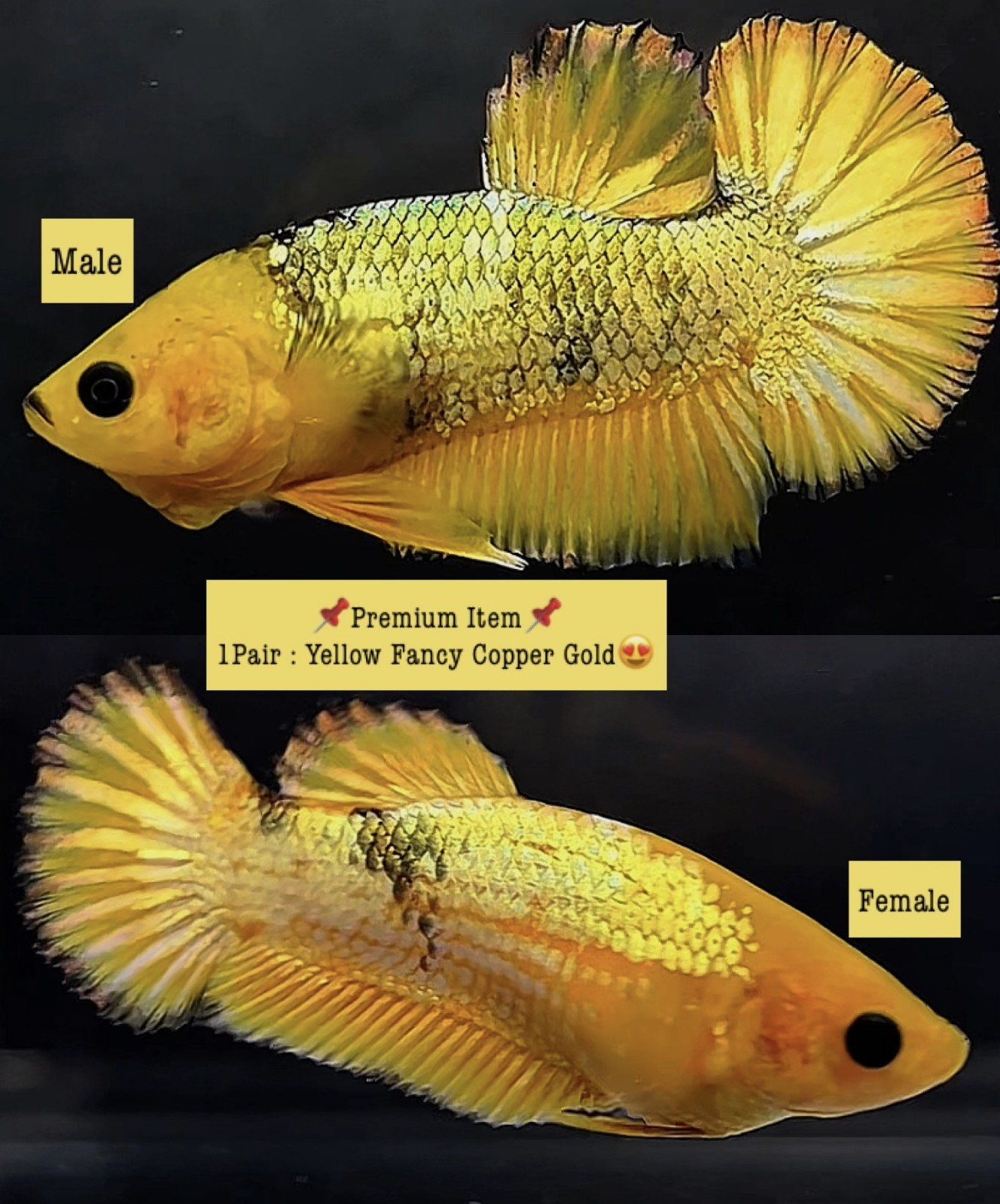 Live Betta Fish PAIR Halfmoon Male Female Grade Premium (AR) USA Seller