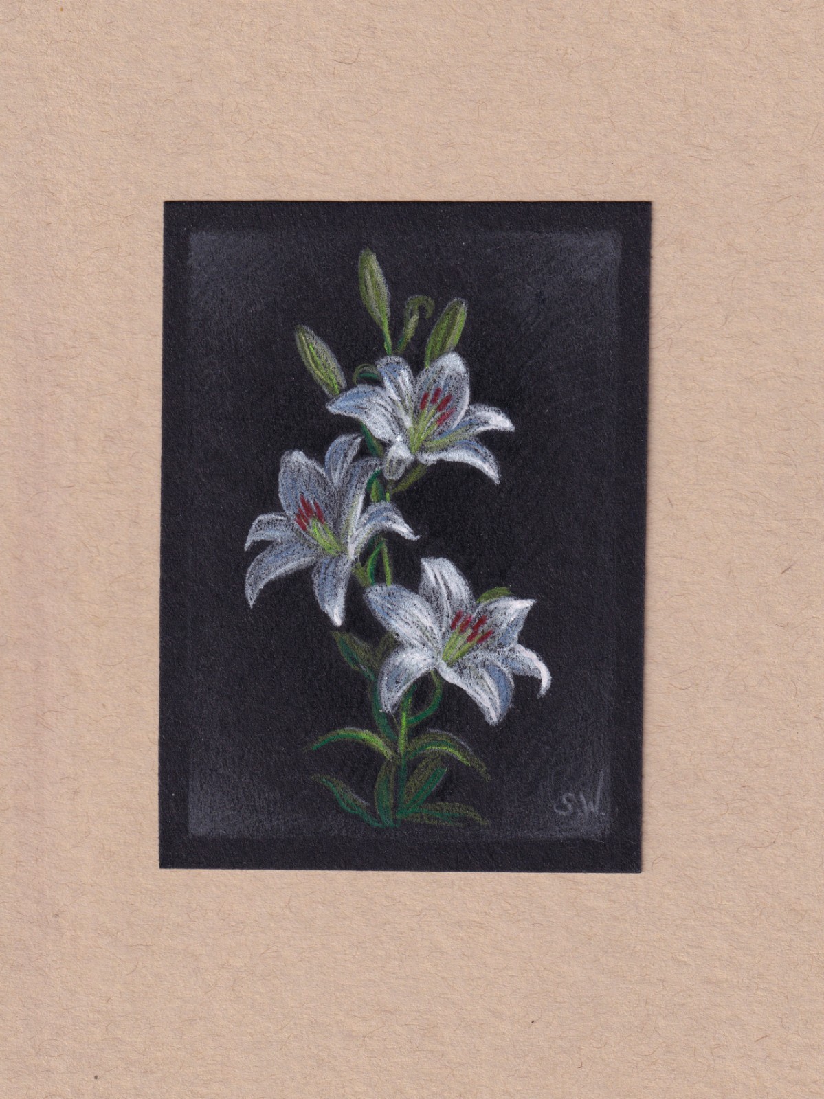 ACEO original drawing White Lily