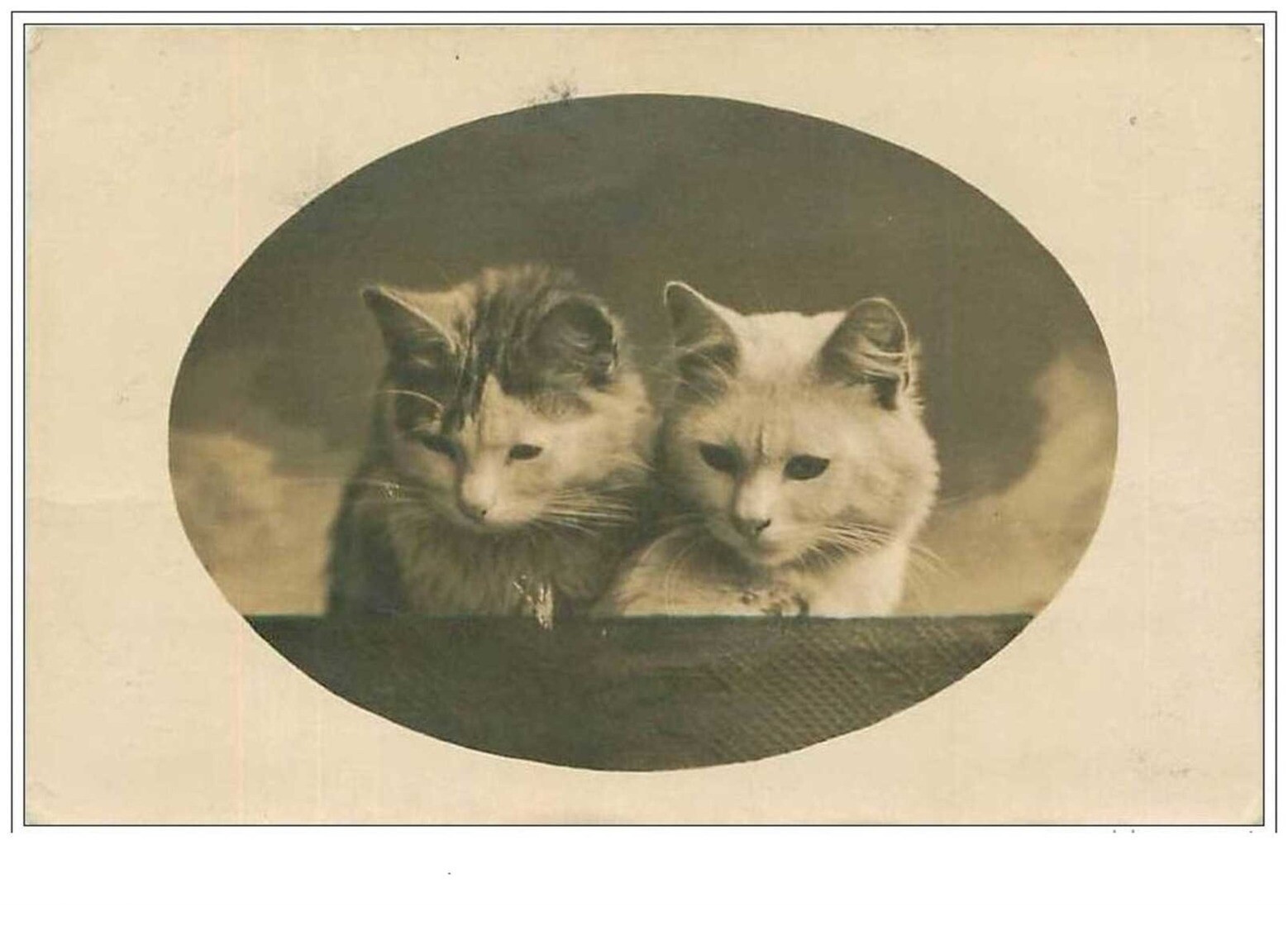 Cats No. 1848 Portrait Of Two Cats In Medallion