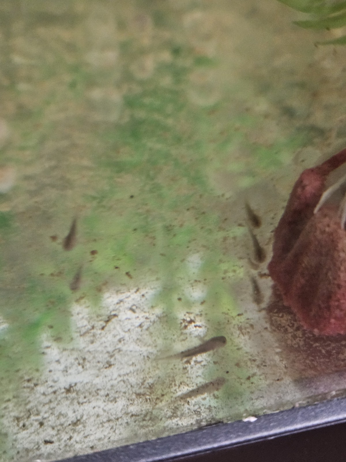BABY AXOLOTLS 10PK DAD COPPER MOM GFP ALBINO