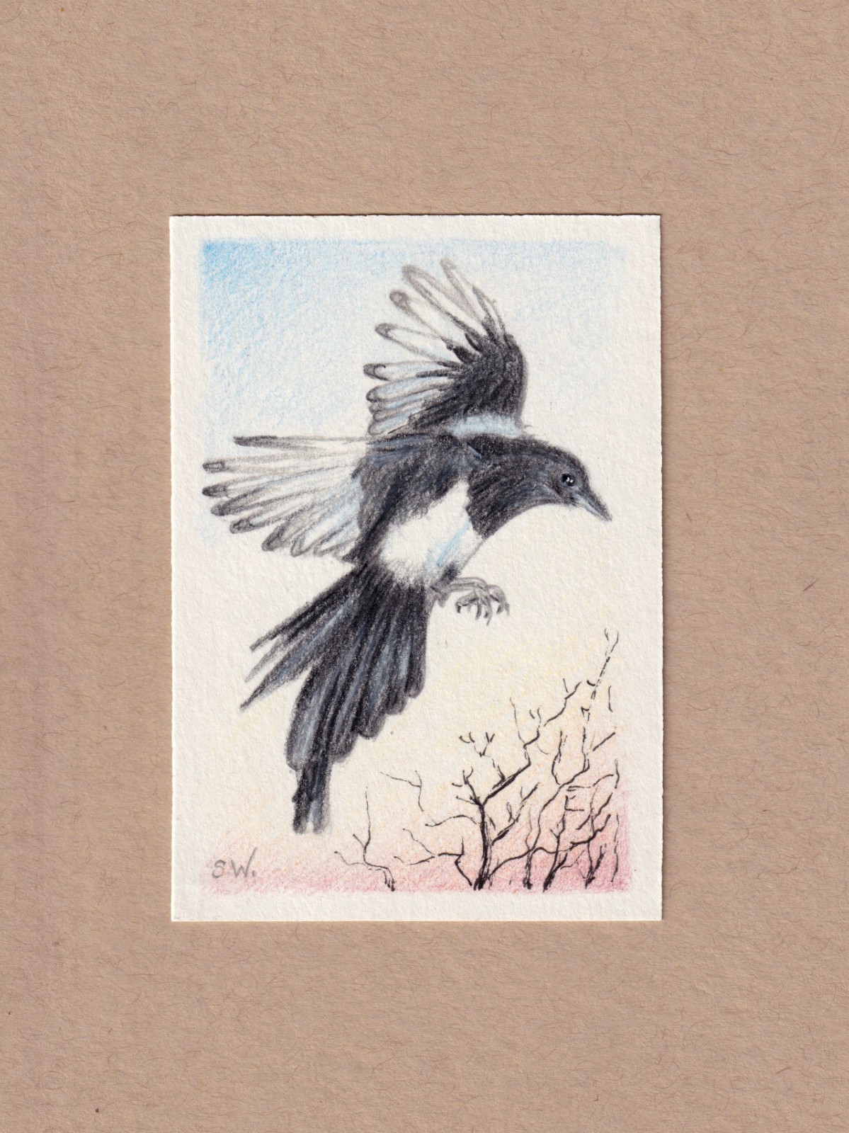 ACEO original drawing Magpie