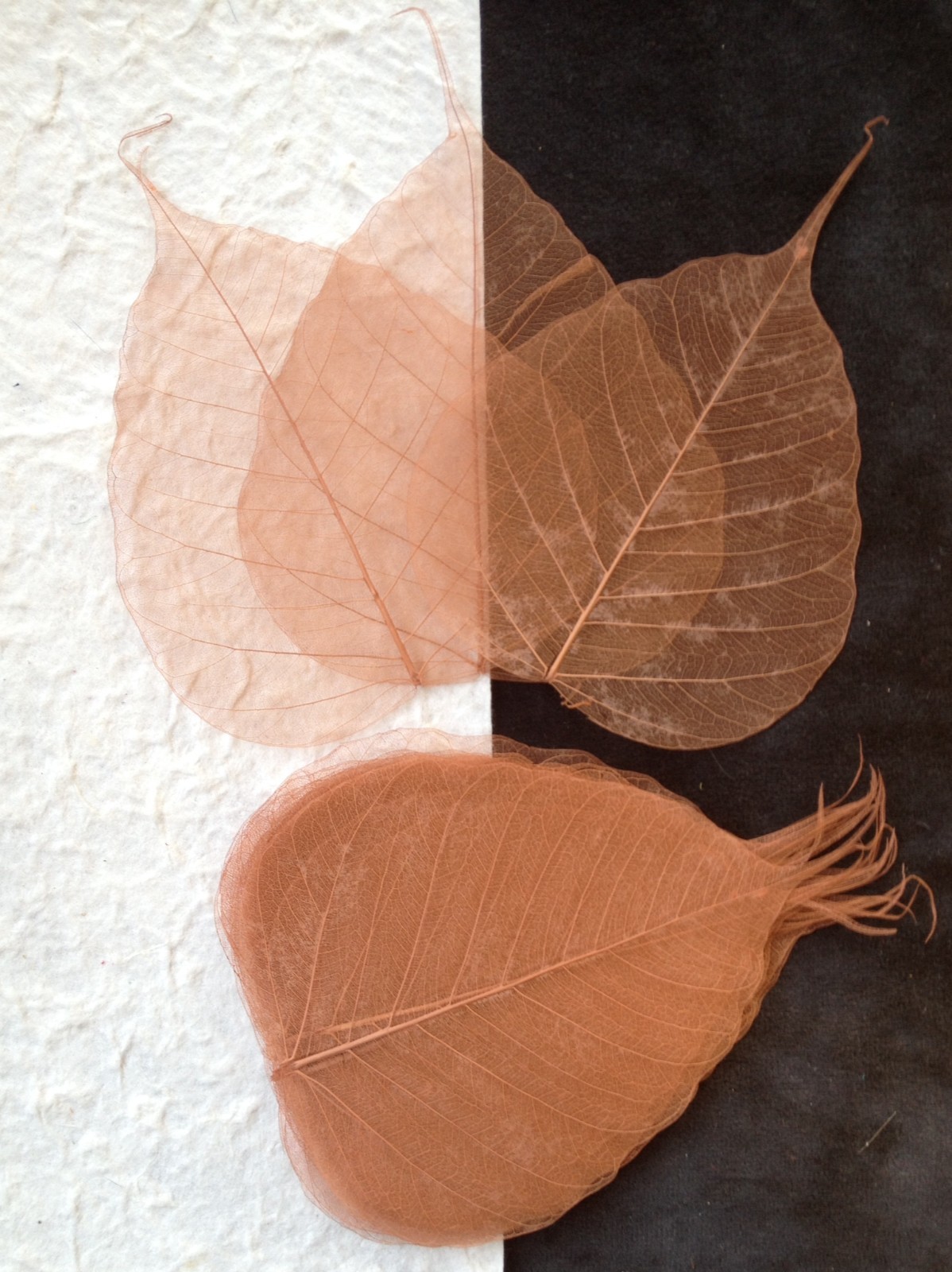 25 Burnt Sienna Po Bo Banyan leaves skeleton leaf see through crafts cards Large