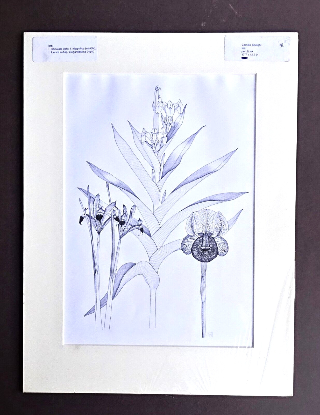 Original wall art botanical pen ink drawing Iris 97 Camilla Speight Hodgkinson