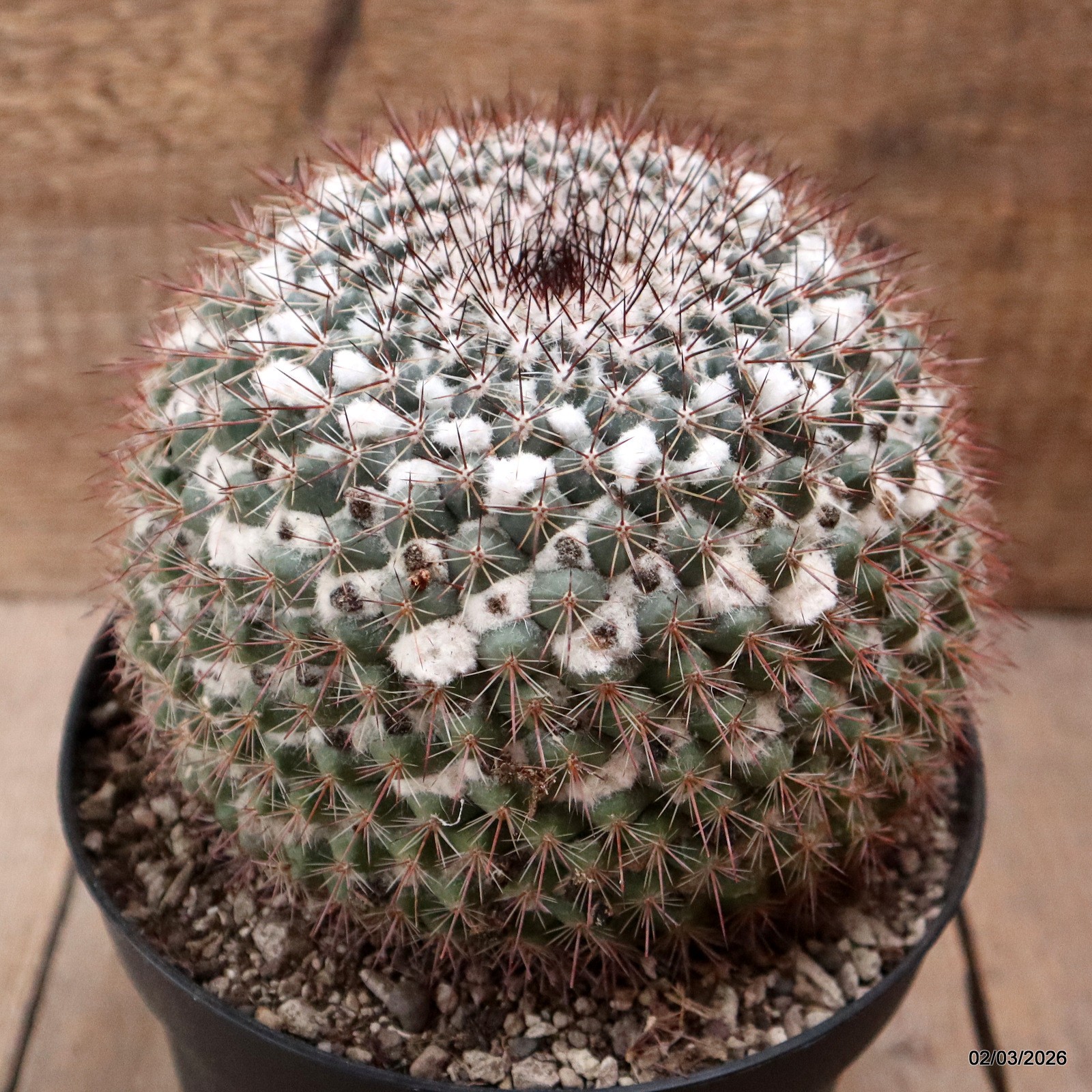D7917 MAMMILLARIA HUIGUERENSIS pot18-H14-W16 cm MaMa Cactus