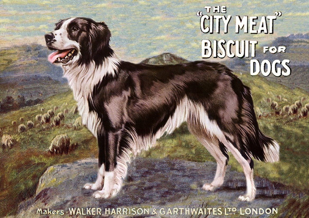 BORDER COLLIE  DOG GREETING CARD DOG FOOD ADVERT DOG NOTE CARD