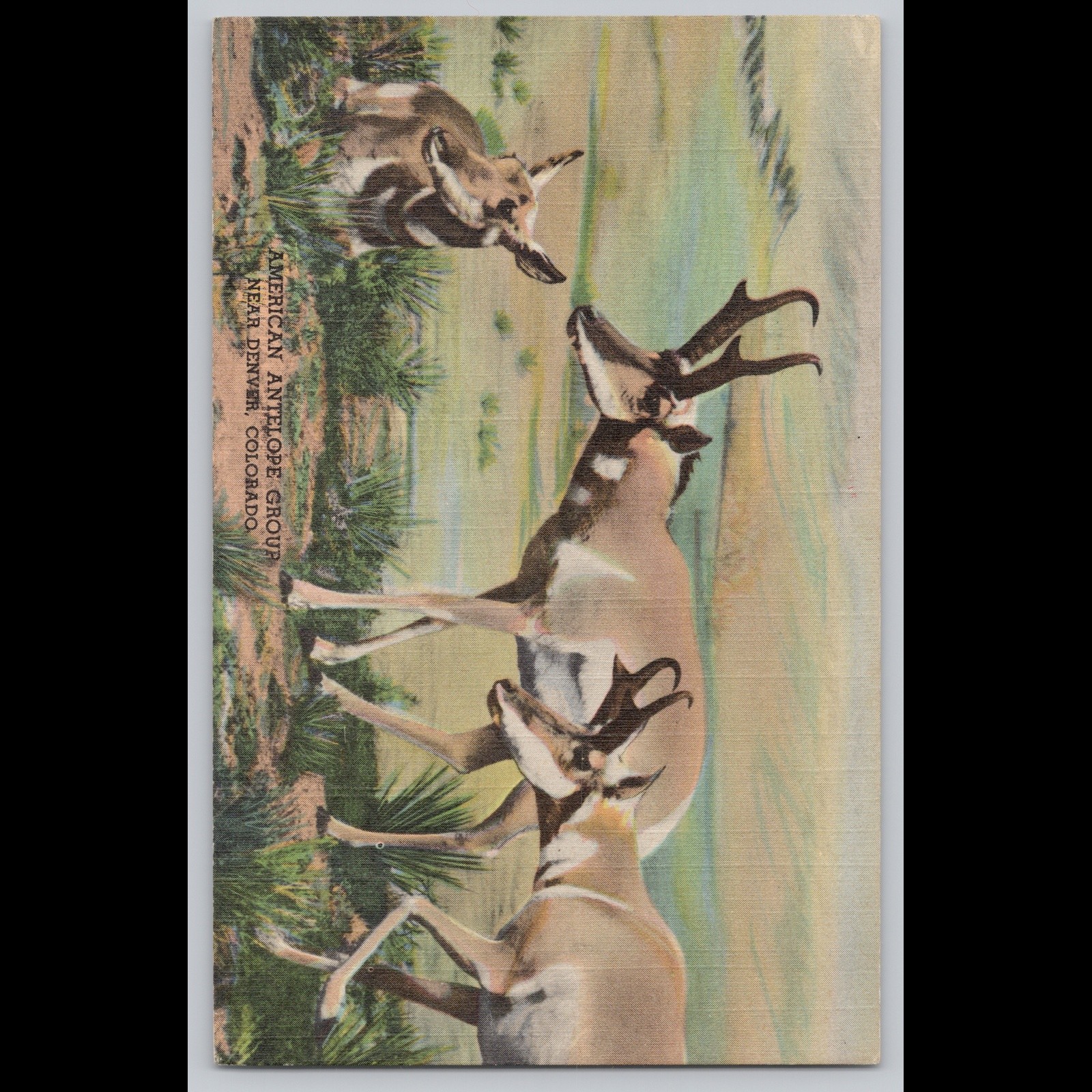 Antique Postcard American Antelope Group Near Denver Colorado