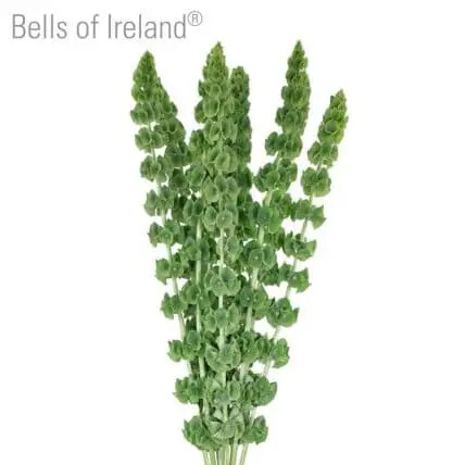 Bells of Irelands Flower 100 stems