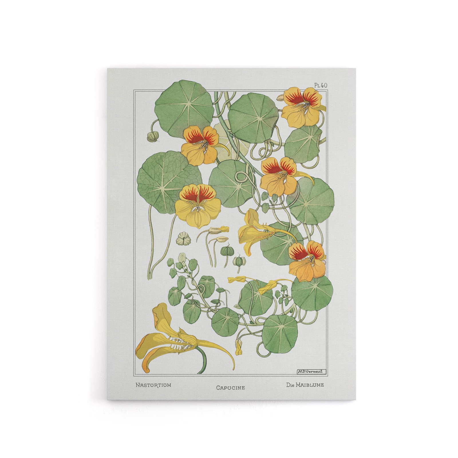 Nasturtium Flower Canvas Wall Art Print Vintage Floral Verneuil