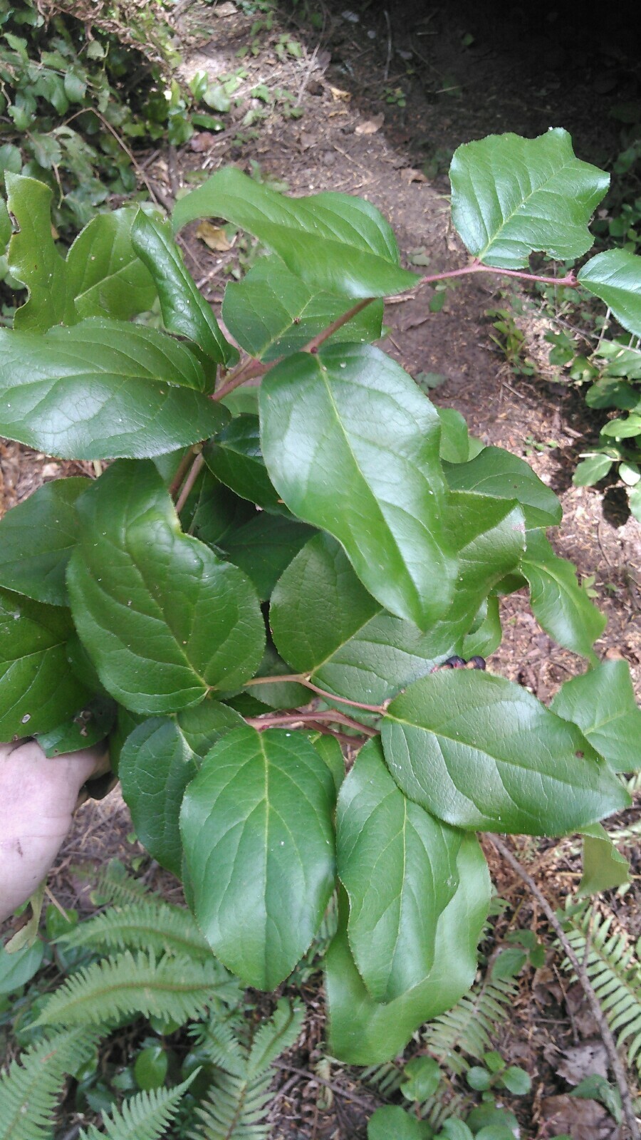 Salal Bundles for decor/wreaths