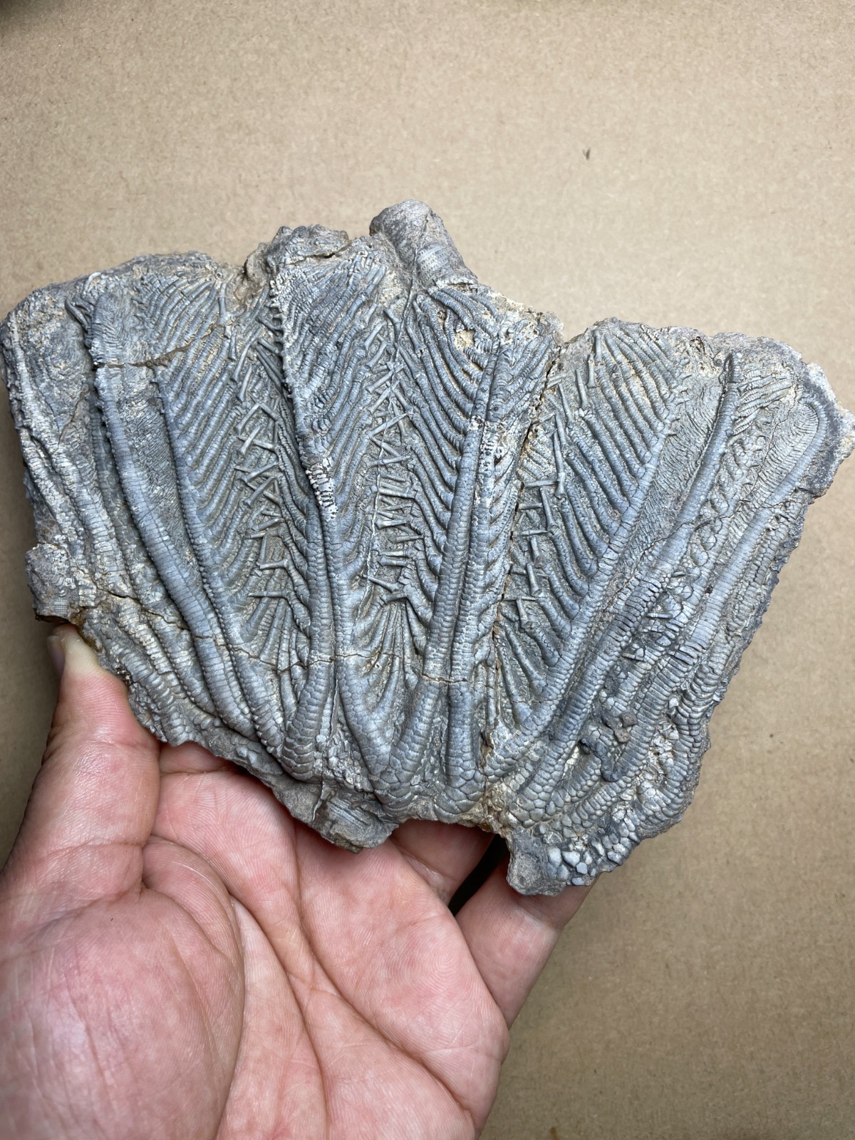 310g beautiful Natural crinoid collection Landscape stone