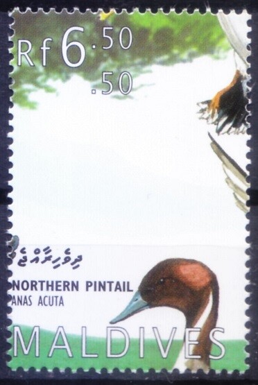 Maldives 1995 MNH, Northern Pintail, Duck, Water Birds  [E1]