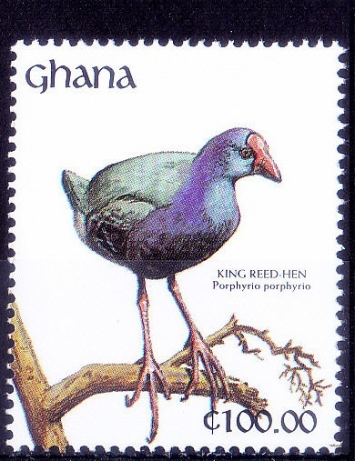 Ghana 1991 MNH, Water Birds, King Reed Hen   [B2]