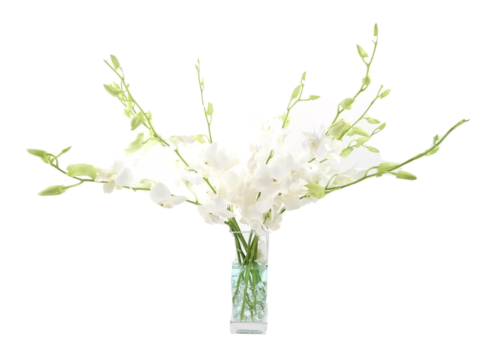 Fresh White Cut Orchids Bouquet with Vase