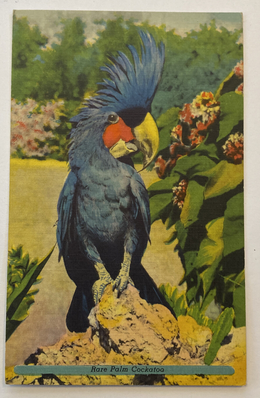 Vintage Postcard, Rare Palm Cockatoo, Greetings from St Louis Zoo