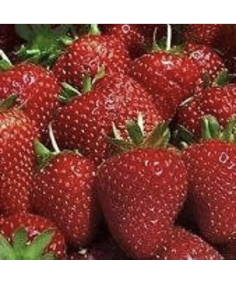 Chandler Spring bearing Strawberry Barr Roots