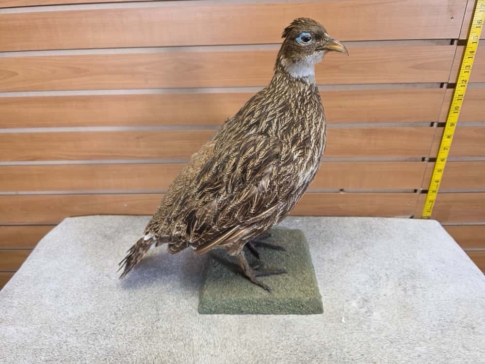 JTV253 -  impeyan hen farm raised Taxidermy Mount