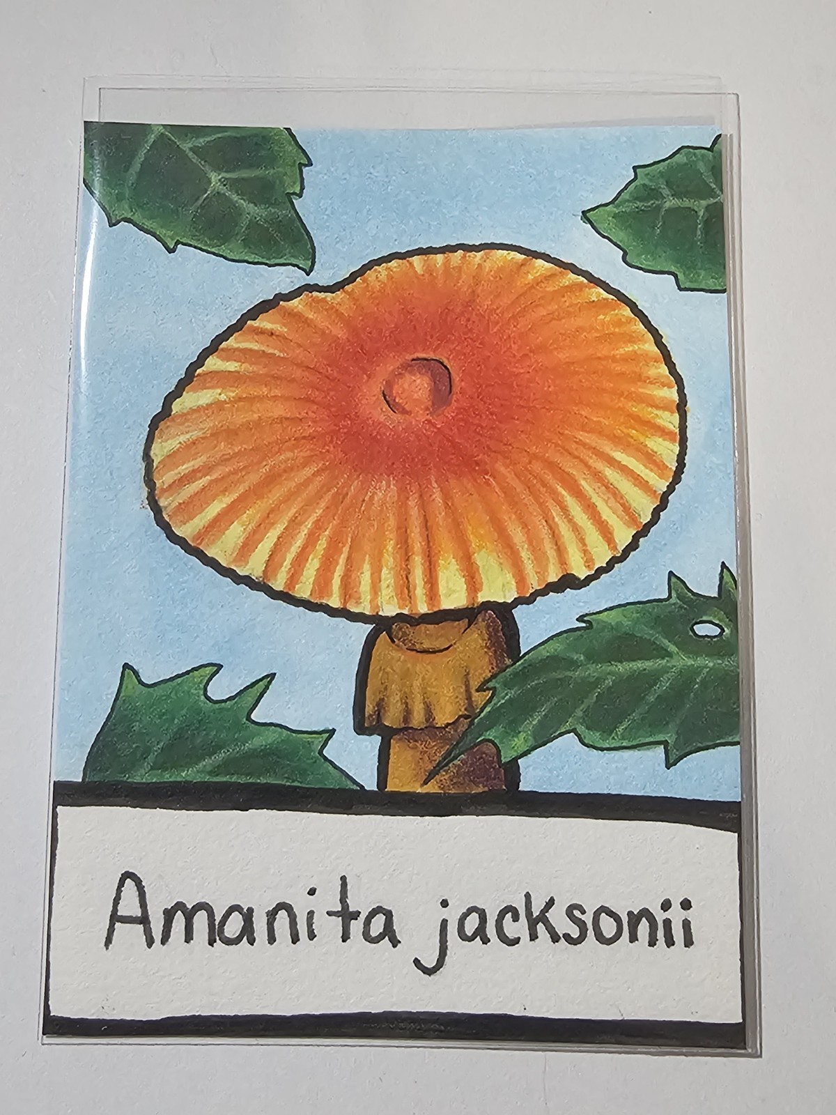 Amanita jacksonii Original Mushroom Art Illustration ACEO Traditional Drawing